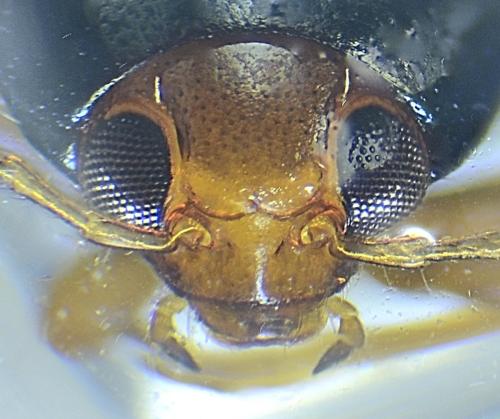 Réf. 336 086 : Psylliodes chrysocephala